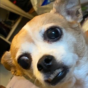 Meet your Posher, Dennis